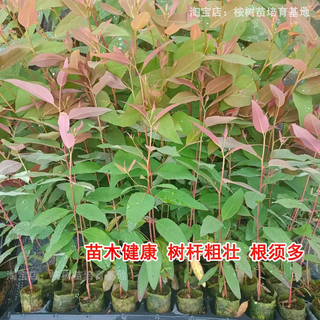 速生桉苗广29巨桉树苗 29号常绿经济林木材树生长快造林桉树苗