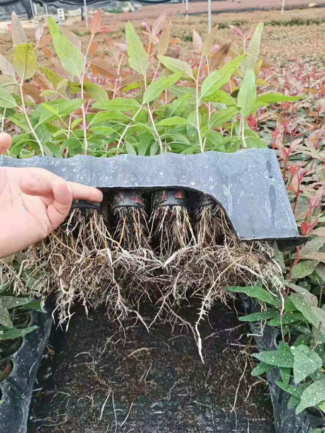 无性系组培良种速生桉树苗-桉树13,26,28,43,29,27号广林9号