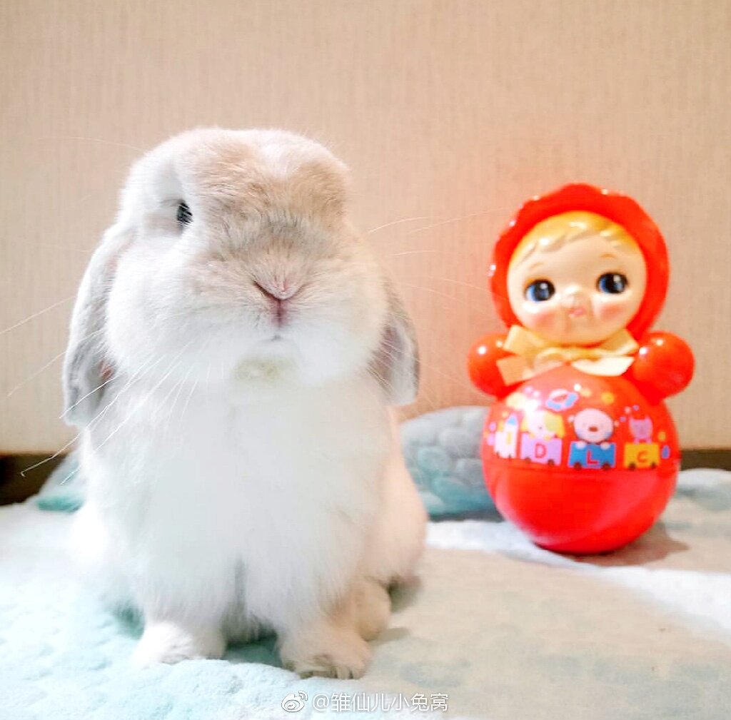 进口血统垂耳侏儒兔荷兰美国短毛活体迷你小体好养礼物包活包健康