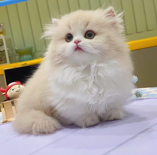 乳白曼基康矮脚猫拿破仑幼猫纯种