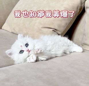 铲屎公社米努特矮脚猫幼猫纯种家养曼基康短腿猫拿破仑活体宠物猫