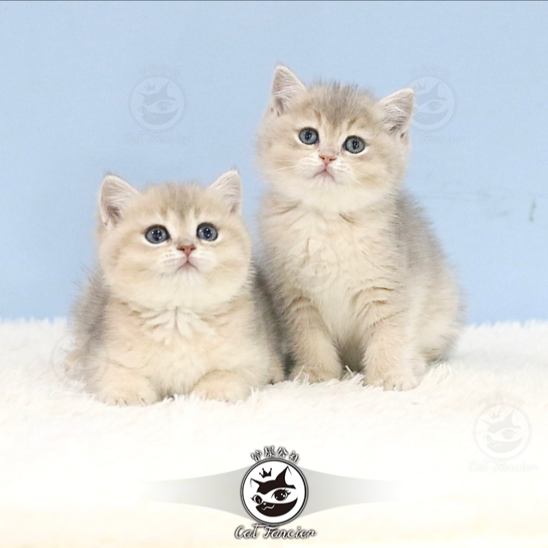英短蓝金渐层猫幼崽蓝金渐层赛级幼猫纯种上海猫咪活物ny12铲屎