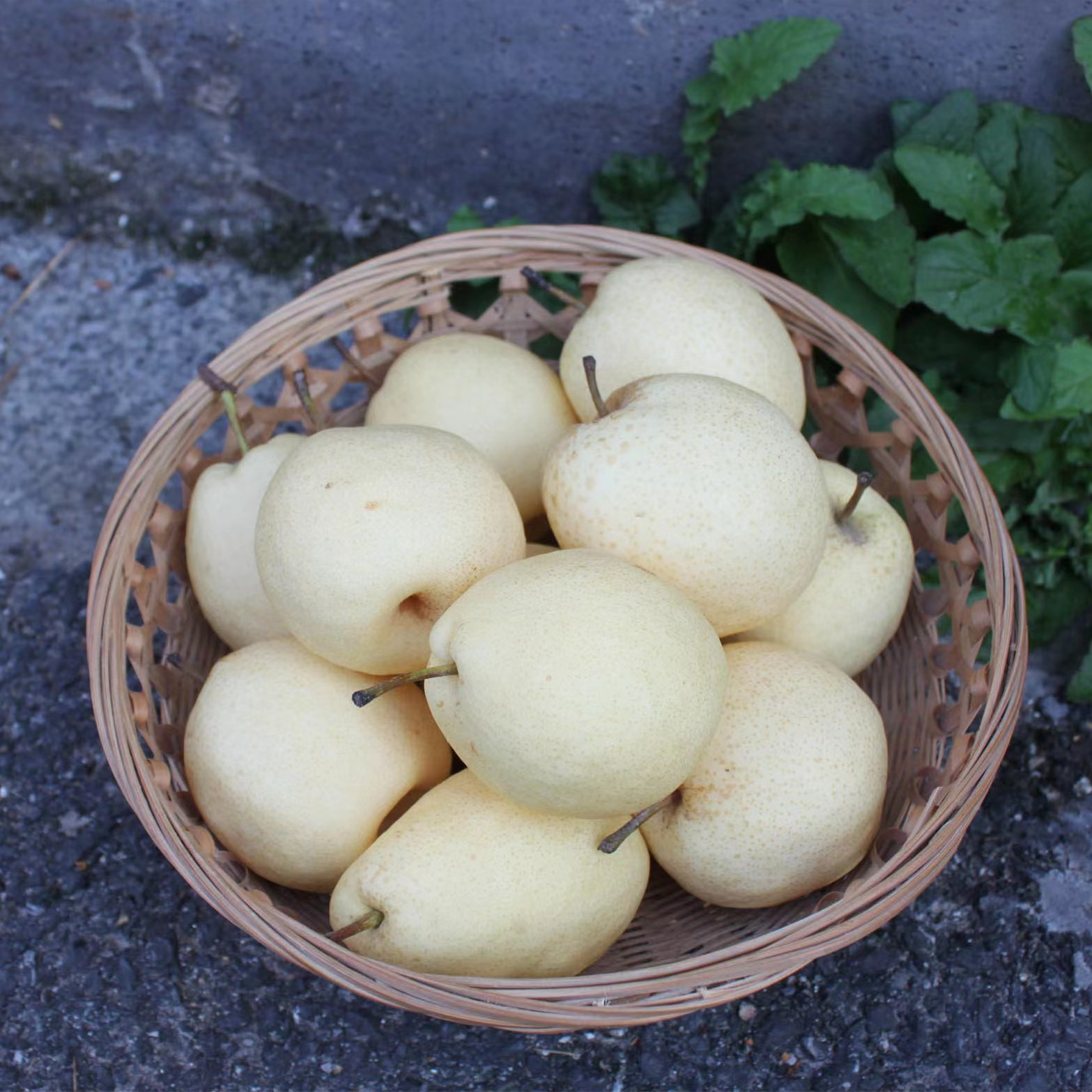 【杭州仓发】新疆天山雪梨8斤±50克  汁多清甜