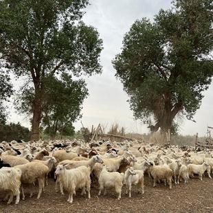 【半只羊10斤】新疆尉犁县塔河羔羊肉 盐碱地滩羊无膻无腥