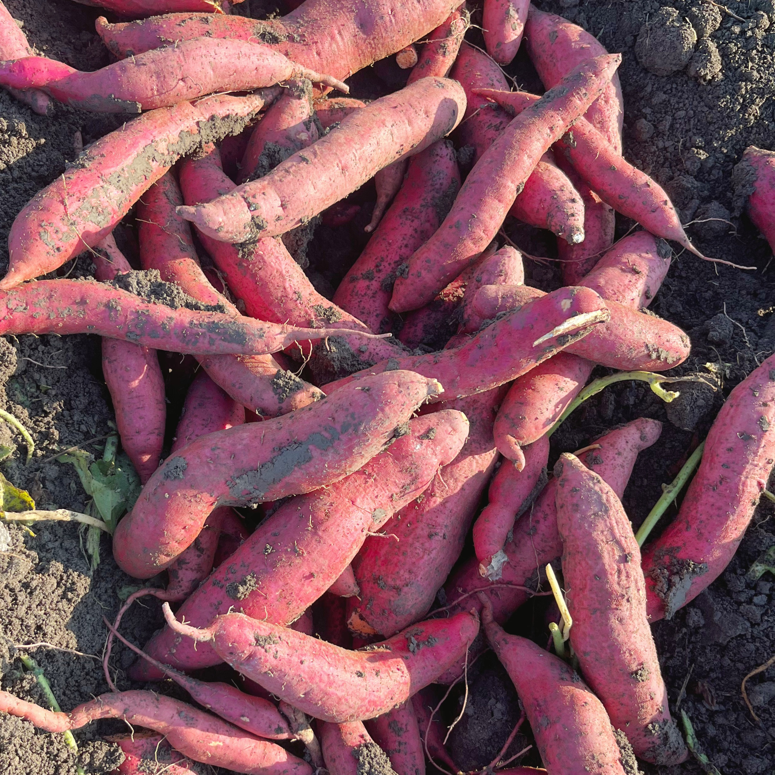 新疆小蜜薯2500g 有大有小 个头不均匀 介意慎拍