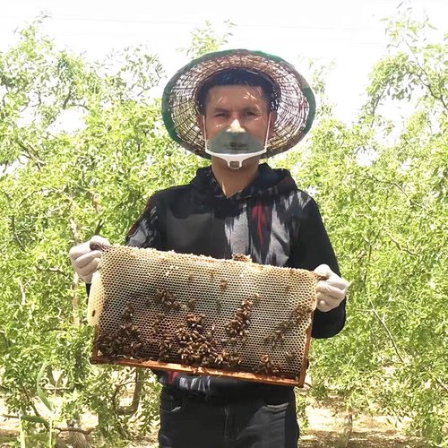 新疆尉犁县罗布麻蜂蜜 500g/瓶 纯蜂蜜 产地直发