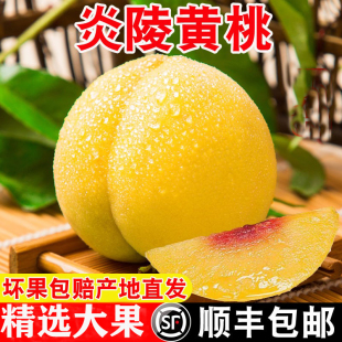 湖南炎陵黄桃新鲜现摘当季水果应季高山锦绣大果礼盒包装顺丰包邮
