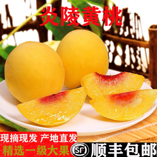 正宗湖南炎陵黄桃现摘现发当季新鲜孕妇宝宝水果高山锦绣10斤顺丰