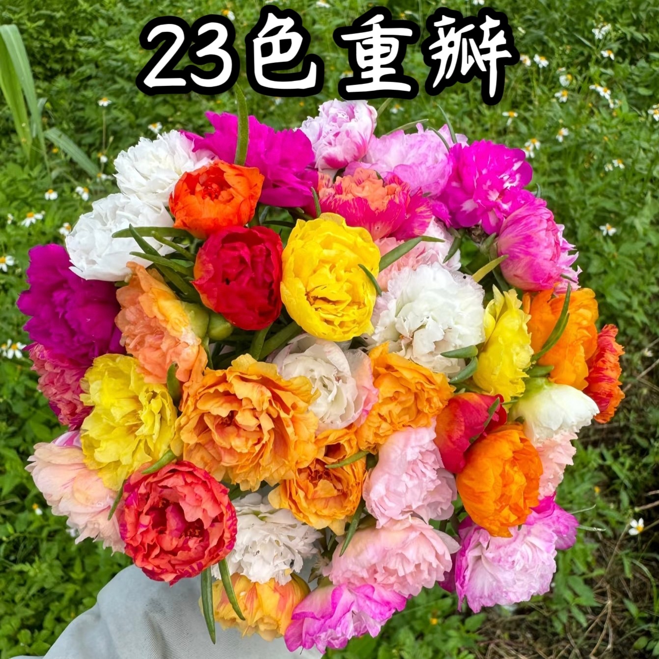 重瓣太阳花苗枝条宿根多年生混色花卉植物盆栽庭院多季开花带花苞图片