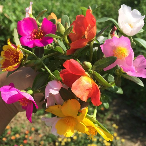 宽叶马齿笕单瓣太阳花宿根大叶混色太阳花绿植花卉带花苞多季开花