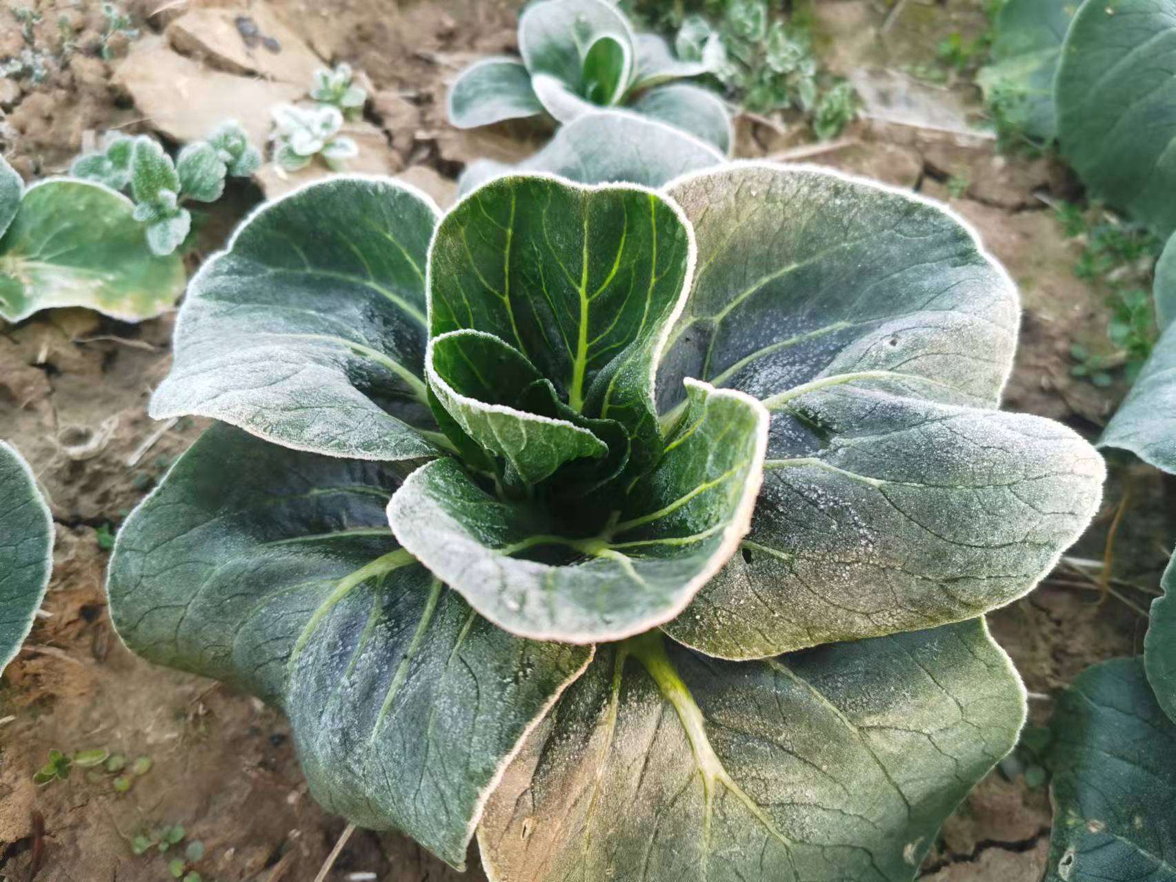 南通海门新鲜现摘霜冻苏州青菜露天矮脚青太湖菜黑菜大青菜油菜