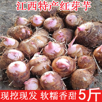 江西上饶红芽芋头新鲜毛芋艿香芋子粉糯滑嫩小芋头牛奶芋小奶芋