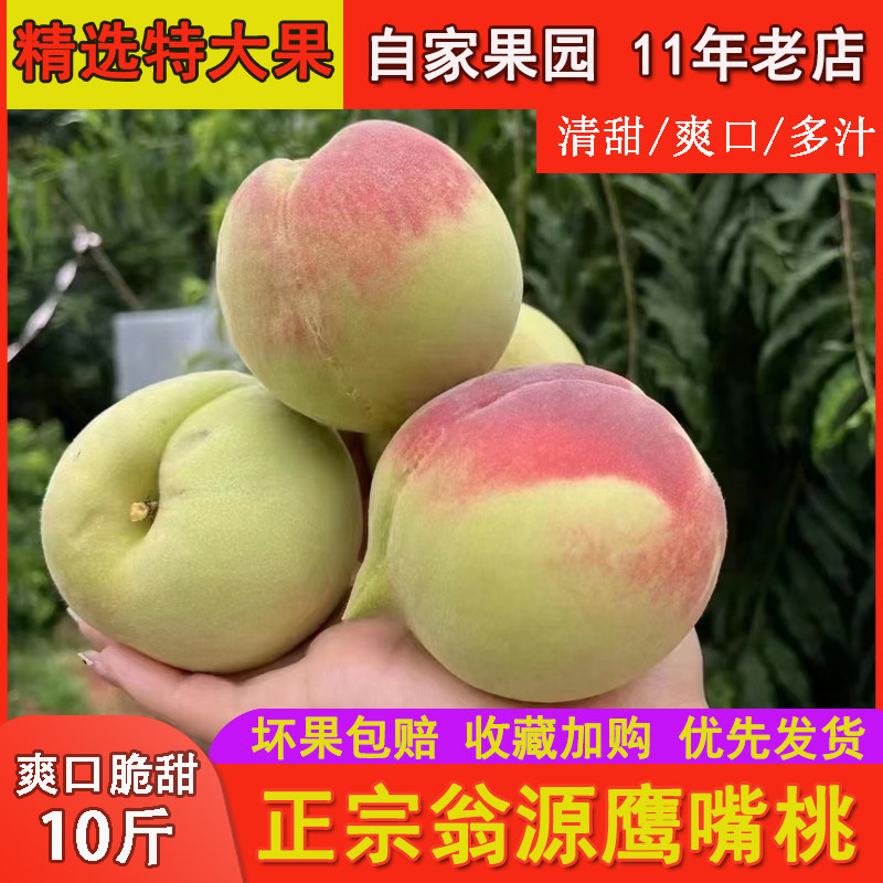 特大果正宗广东翁源鹰嘴桃新鲜现摘大果孕妇水果水蜜桃脆甜爽口10
