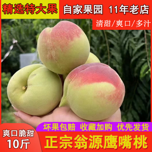现货速发纯甜特大果翁源鹰嘴桃
