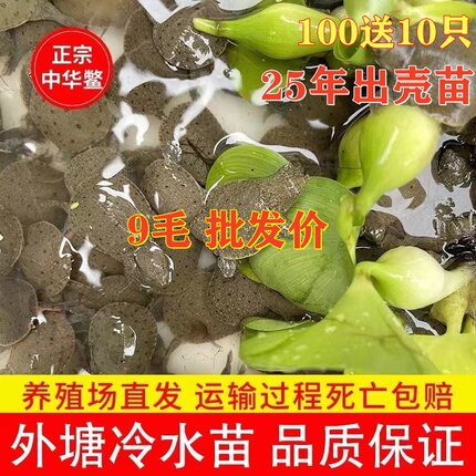 小甲鱼苗活体甲鱼团鱼水鱼王八苗外塘养殖中华鳖苗养殖地直发到家