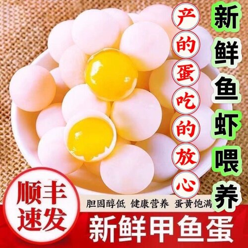 【26年头蛋顺丰发货】新鲜甲鱼蛋60送60枚防破损外塘每天现挖现发
