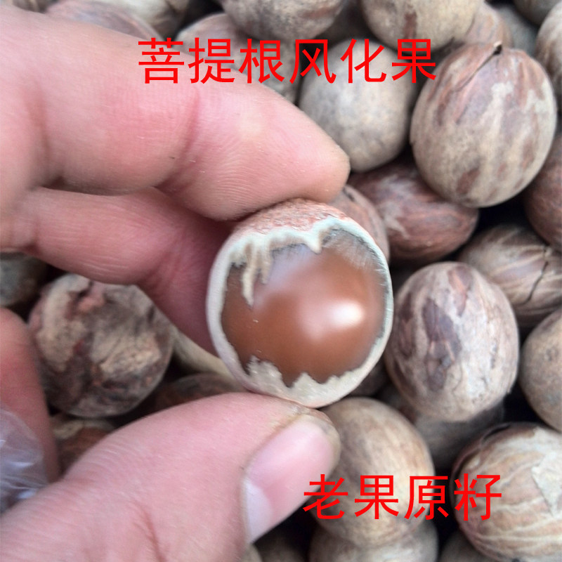 天然咖啡色菩提根风化果老根老果带皮原籽大果论斤卖全国包邮