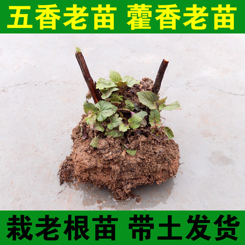 河南苗包邮拌面条藿香炖鱼