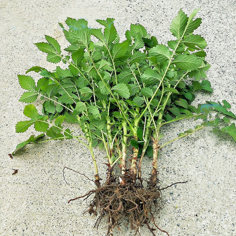 仙鹤草苗龙牙草苗脱力草盆栽药材新鲜仙鹤草带土发货图片