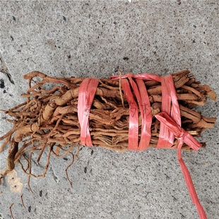 泡桐树根桐树叶新鲜湿桐树皮白桐皮水桐树根皮紫花桐木皮毛泡桐根