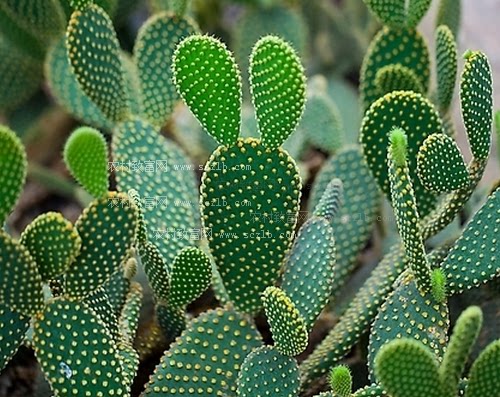 正宗 墨西哥米邦塔食用仙人掌 药用仙人掌 美容仙人掌老片仙人掌