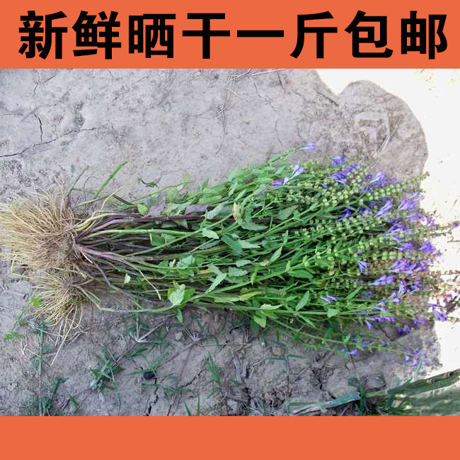 中藥材正品河南純野生半枝蓮并頭草韓信草趕鞭牙刷草1斤包郵帶根