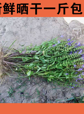 整棵半枝莲牙刷草韩信草赶鞭草