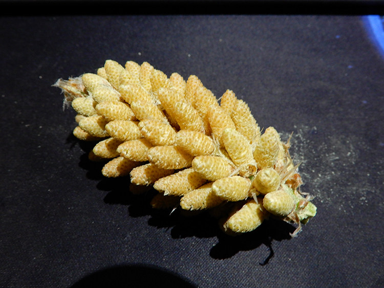 2023年新货新鲜松花粉 松树花 马尾松花 松树花粉 松树花球 松黄