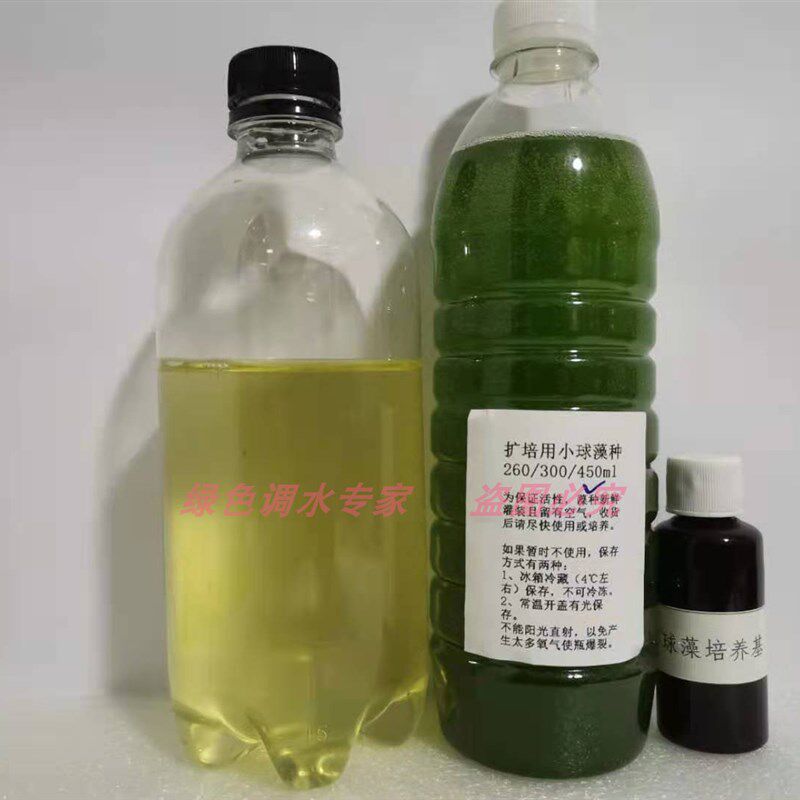淡水轮虫海水轮虫种源小丑鱼水花珊瑚活饵开口饵料鱼虫萼花臂尾