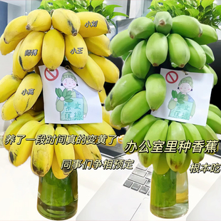 水果批发产地直销 禁止蕉绿苹果蕉12斤水培香蕉新鲜Banana应季