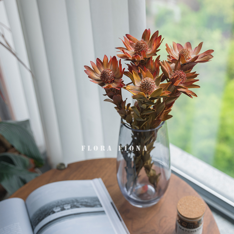 南非进口软装家居陈列摆设干树枝