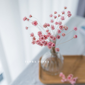 巴西天然风干迷你小雏菊小清新干花束搭配插花装 饰桌面摆设小星花