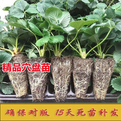 草莓苗穴盘苗红颜奶油章姬四季淡雪真红黑珍珠盆栽草莓苗脱毒种苗