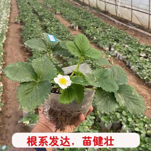 红颜宁玉草莓苗大苗组合
