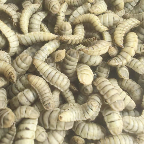 活体钓鱼蛋白虫黑水虻虫子鱼饵鲶鱼黄辣丁鲫鱼鲤鱼草鱼鳊鱼专用