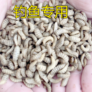 黑水虻活饵活体幼虫鱼饵胶嘴钓鱼用活虫子喂宠物活饵料高蛋白