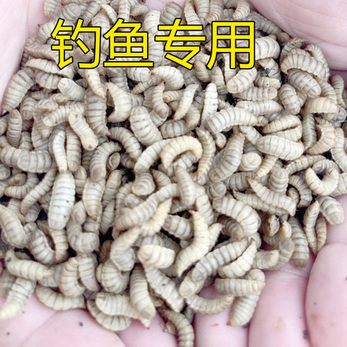 黑水虻活饵活体幼虫鱼饵胶嘴钓鱼用活虫子喂宠物活饵料高蛋白