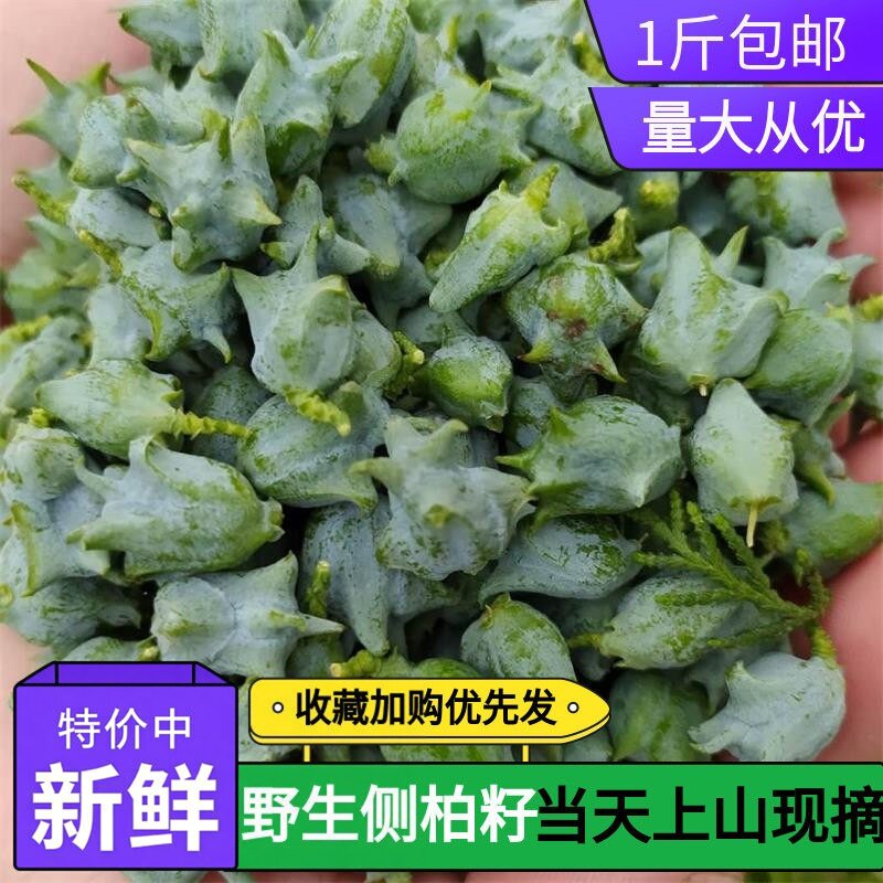 野生侧柏籽新鲜柏树籽侧柏叶果树子侧柏子香松柏香助眠枕头中药材
