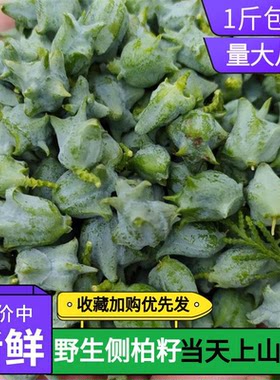 山东包装侧柏籽野生新鲜