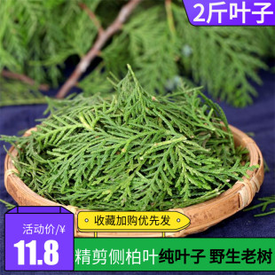 野生新鲜侧柏叶洗发黑发生发乌发养发中药材侧柏叶泡酒料2斤精剪