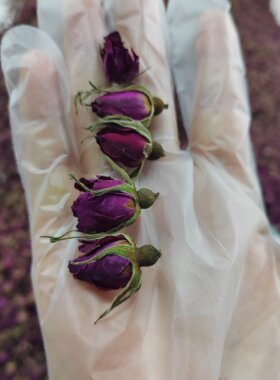 玫瑰花平阴玫瑰花蕾茶姜小玫