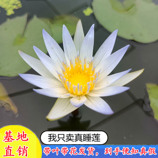 多贝睡莲成品苗大根块室内外水培四季荷花池塘盆栽睡莲根苗带花苞