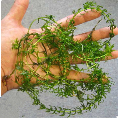 养鱼虾蟹种子轮叶黑藻伊乐藻苦草狐尾藻鱼塘鱼池籽种子水草