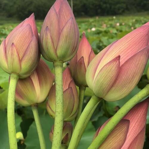 江西产地鲜花苞鲜花办公室家用真花供佛插花水养切花养植观音莲花