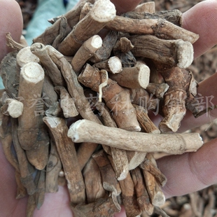 三白草根中药材 三白草天性草根 百节藕 白花莲 塘边藕 500克包邮