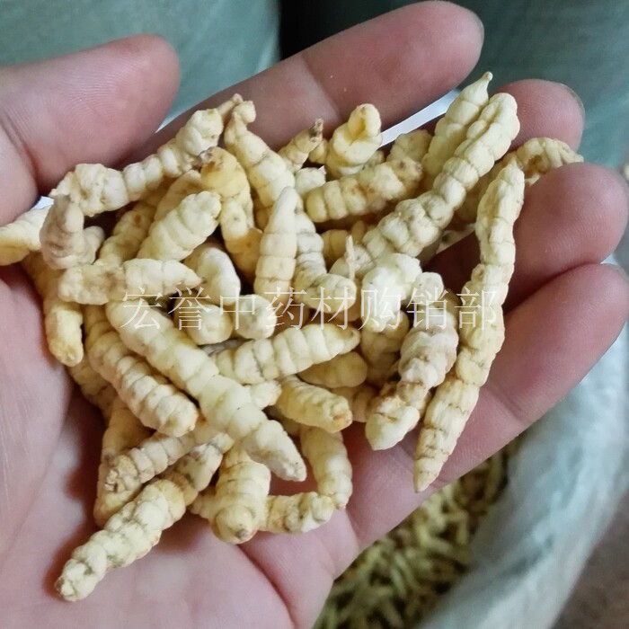 白虫草 500克包邮地蚕 白泽兰根 泽兰 草食蚕 土冬虫草 白冬虫草