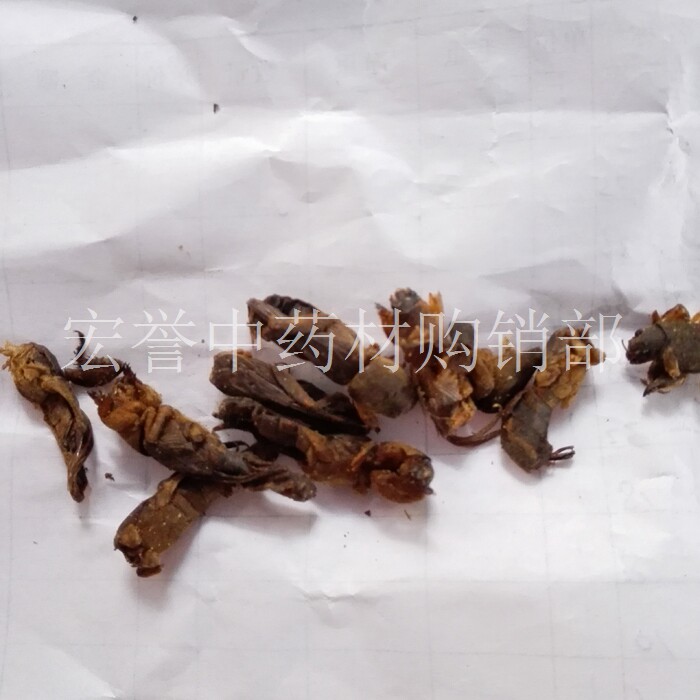 蝼蛄 拉拉蛄 土狗 蜗蛄 地狗 土狗崽 地牯牛 拉蛄蛞蝼 500克包邮