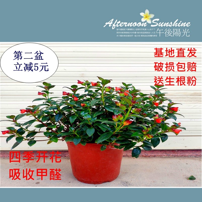 精品红花金鱼花吊兰盆栽四季观花
