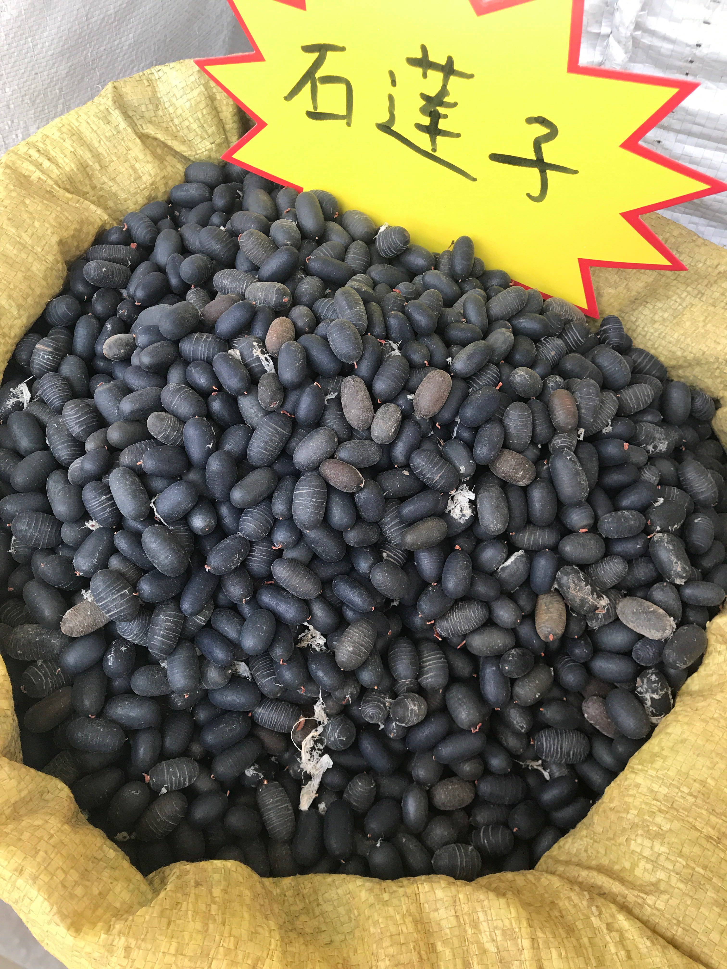 石莲子,苦石莲子,双肾子野生中药材