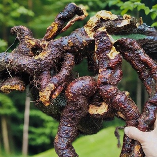 深山野虎杖  酸筒杆 新鲜虎杖根虎杖花斑竹酸汤梗斑杖根黄地榆